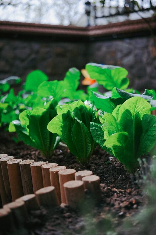 Tips for Creating a Sustainable Home Garden That Thrives Year-Round